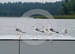 Group five Larus fuscus birds .