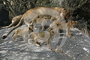 Group of five lion cubs