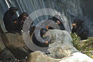 A Group of five Mahale Mountains Chipanzee at LA Zoo chimps hang out on a rock and eat photo