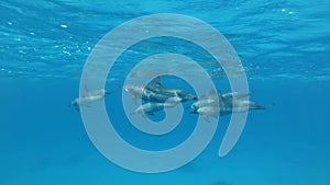 Group of five pregnant female dolphins swim under surface of blue water.