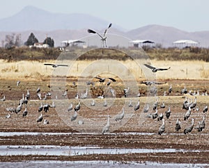 A Group of Five Sandhill Cranes Glides in to Whitewater Draw