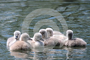 a group of five very young swan fledlings swimming in a lake