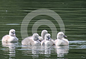 a group of five very young swan fledlings swimming in a lake
