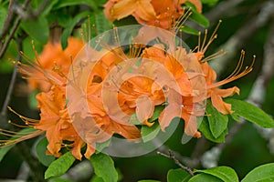 Group of Flame Azalea Flowers â€“ Rhododendron calendulaceum