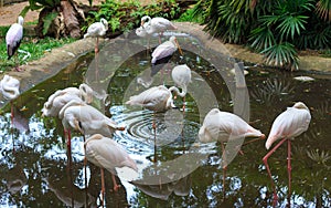 Group of flamengo.