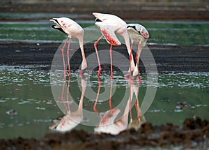 A group of flamingo