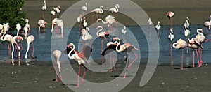 A group flamingo bird at the lake