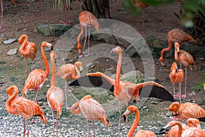 A group of flamingo birds