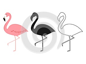 Group of flamingo in different poses cartoon vector illustration isolated on white