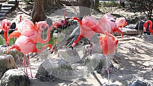 Group of Flamingo looking for some food.