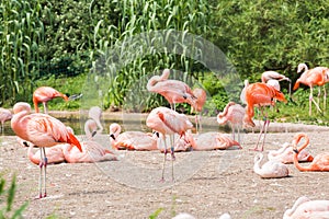 Group of flamingo`s , Flamingo resting in the grass.