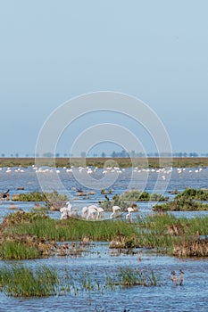 Group of flamingoes at Donana National Park, Spain photo