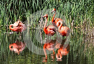 Group of Flamingoes enjoying a pond