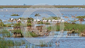 Group of flamingoes feeding at Donana National Park, Spain photo