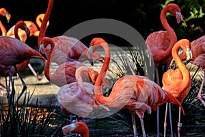 Group of Flamingos photo