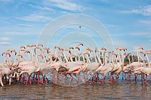 Group of flamingos and blue sky