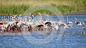 Group of flamingos in Camargue