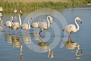 Group of flamingos in Camargue