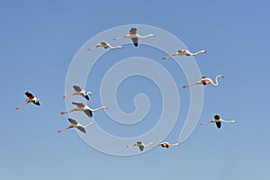 Group of flamingos in flight