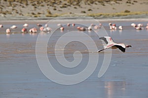 Group of flamingos flying over the lagoon, Bolivia