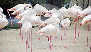 Group of flamingos or Greater flamingo at a pond in a spanish Zoo, hiding their heads under wings