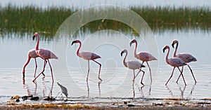 Group flamingos on the lake. Kenya. Africa. Nakuru National Park. Lake Bogoria National Reserve.