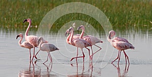 Group flamingos on the lake. Kenya. Africa. Nakuru National Park. Lake Bogoria National Reserve.