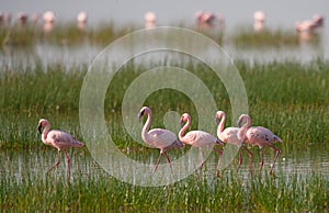 Group flamingos on the lake. Kenya. Africa. Nakuru National Park. Lake Bogoria National Reserve.