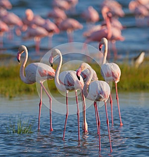 Group flamingos on the lake. Kenya. Africa. Nakuru National Park. Lake Bogoria National Reserve.