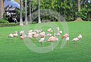 A group of flamingos on the lawn
