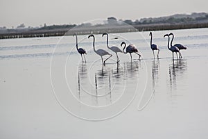Group of flamingos at Nalsarovar, Gujarat, India.