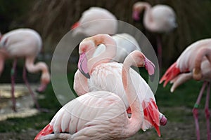 Group of flamingos in a pond