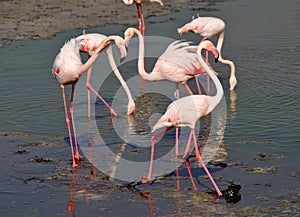 Group of flamingos socializing in the mud of lake photo