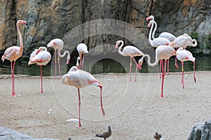 Group of Flamingos, a type of Wading Bird in the Family Phoenicopteridae in a Natural Area