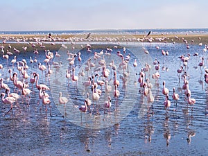 Group of flamingos on Walvis Bay Lagoon