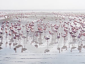 Group of flamingos on Walvis Bay Lagoon