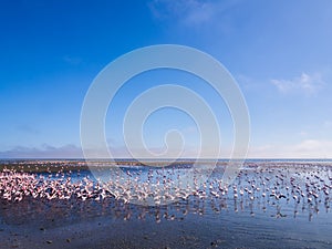 Group of flamingos on Walvis Bay Lagoon