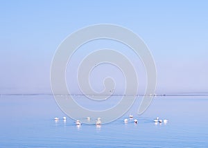 Group of flamingos on Walvis Bay Lagoon