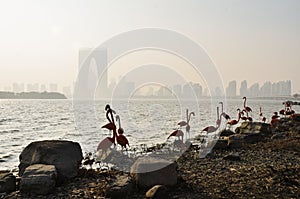 Group of flamings and city skyline. Suzhou  China
