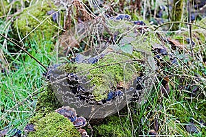 Group Of Flat Head Brown Mushrooms photo