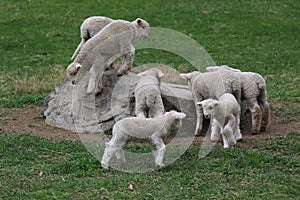 A group of Fleecy Little Lambs Playing in a Pasture in Spring