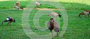 Group flock of Egyptian gooses walking and eating on the grass.