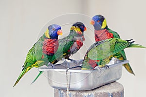 Group flock of many few lorikeet parrots feeding from bowl in a zoo. Beautiful wild tropical animals birds eating nectar. Beauty