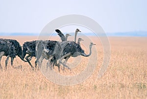 Group, a flock of ostriches grazing in the African savanna