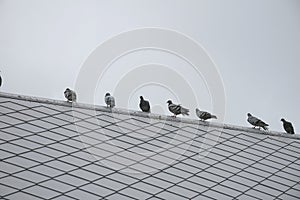 Group/flock pigeon or dove birds.