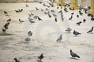 Group/flock of pigeon or dove birds eating food on concrete floor.