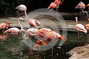 Group flock of a variety of colorful flamingos standing in a pond