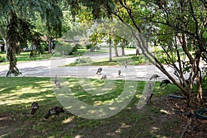 Group or flock of wild turkeys make their way through the yards of a sububan neighborhood