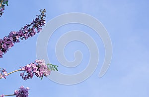 group of floral blooming and buds hanging on tree blue sky background. long branch bouquet violet jacaranda flower on tree in