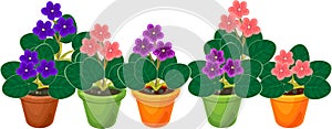 Group of flowering African violets Saintpaulia plant in flower pots